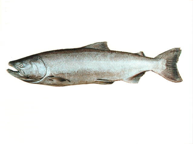 salmon-3